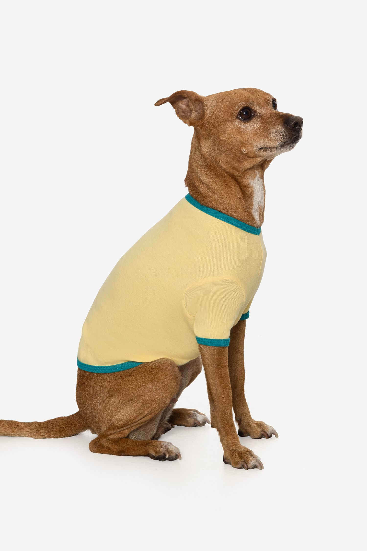Baby Rib Dog T-shirt